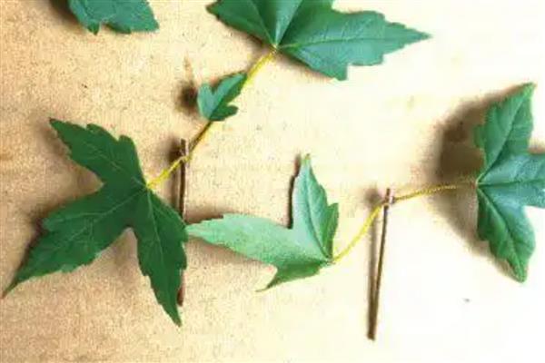 三角枫盆景的养殖方法，需要每隔一周浇一次水