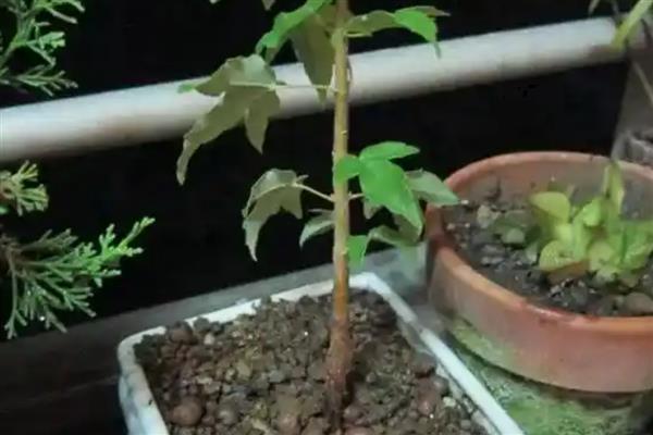 三角枫盆景的养殖方法，需要每隔一周浇一次水