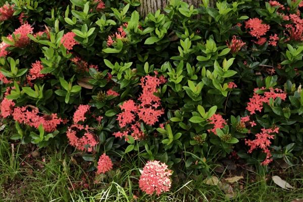 龙船花的作用,可供观赏还能药用