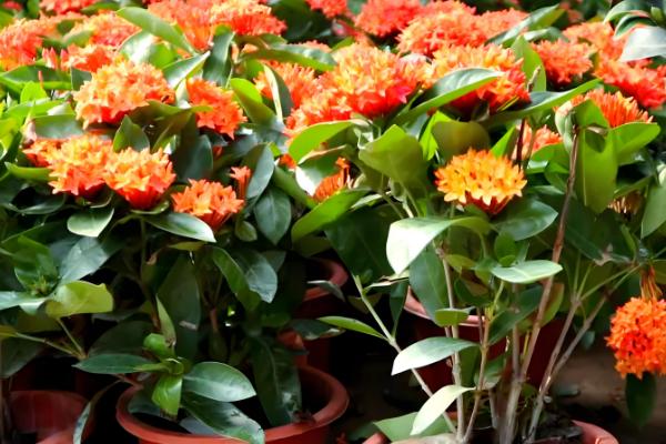 龙船花的作用,可供观赏还能药用