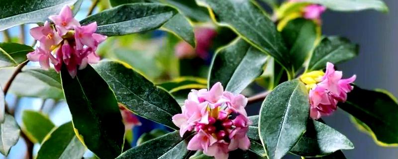 金边瑞香冬季养护方法，把室温保持在5℃以上