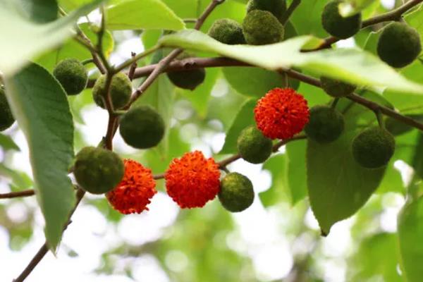 构树果实能吃吗,构树果实可以食用