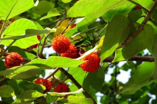 构树果实能吃吗,构树果实可以食用