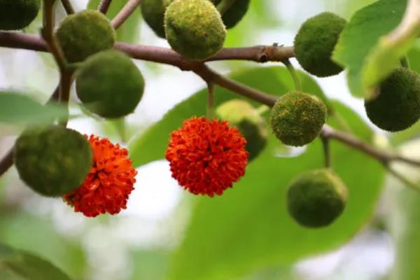 构树果实能吃吗,构树果实可以食用