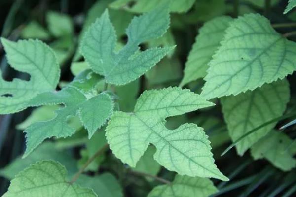 构树果实能吃吗,构树果实可以食用