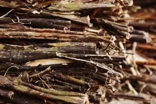 构树果实能吃吗,构树果实可以食用