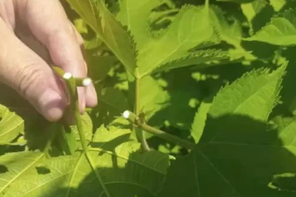 构树果实能吃吗,构树果实可以食用