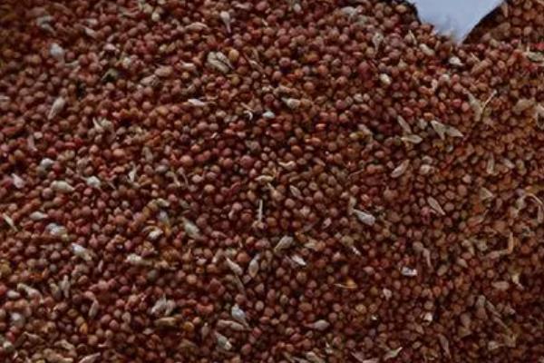 构树果实能吃吗,构树果实可以食用