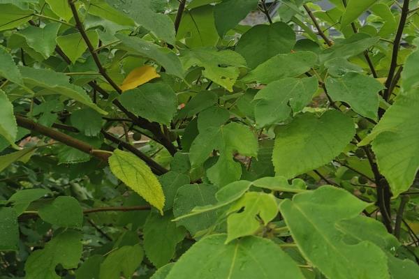 构树果实能吃吗,构树果实可以食用