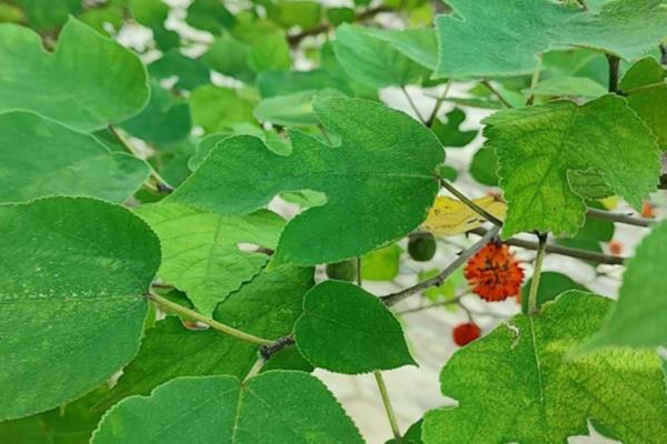 构树果实能吃吗,构树果实可以食用