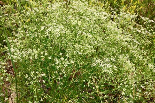 口防风简介,也叫西防风