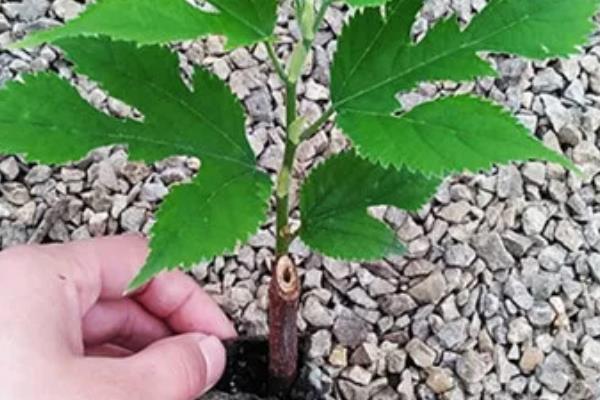 构树果实能吃吗,构树果实可以食用