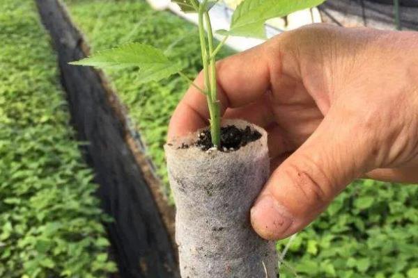 构树果实能吃吗,构树果实可以食用