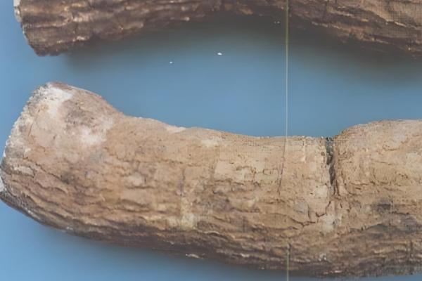 口防风简介,也叫西防风