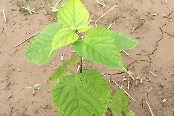 构树果实能吃吗,构树果实可以食用