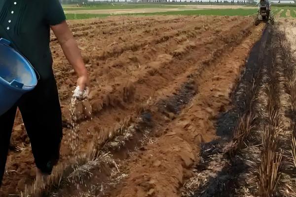 小麦行距多宽合适,控制在15-23cm左右