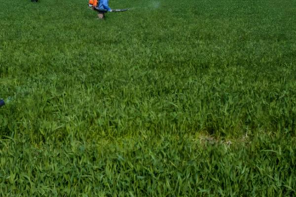 小麦行距多宽合适,控制在15-23cm左右