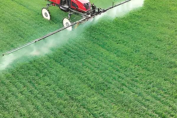 小麦行距多宽合适,控制在15-23cm左右