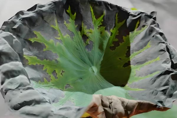 盆栽荷花为何叶子干枯，一般是温度不适、缺光、过度施肥等因素造成