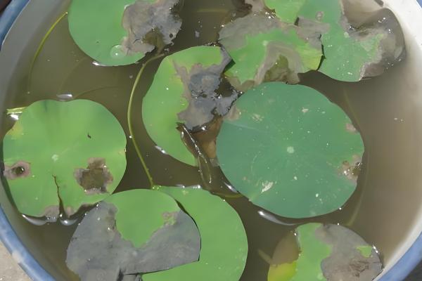 盆栽荷花为何叶子干枯，一般是温度不适、缺光、过度施肥等因素造成