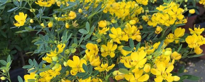 黄金梅如何养殖，适宜生长在光照充足的环境中