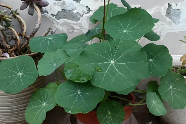 盆栽荷花为何叶子干枯，一般是温度不适、缺光、过度施肥等因素造成