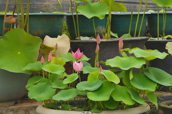 盆栽荷花为何叶子干枯，一般是温度不适、缺光、过度施肥等因素造成
