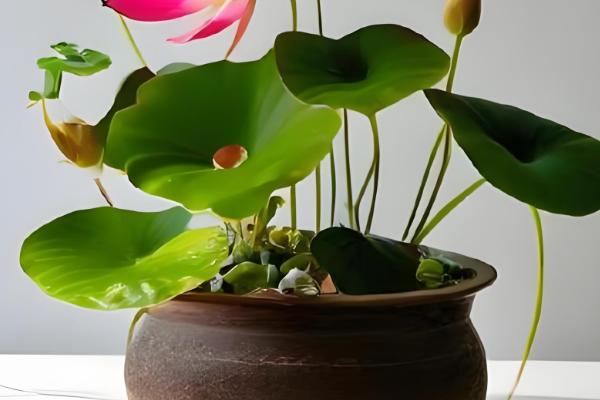 盆栽荷花为何叶子干枯，一般是温度不适、缺光、过度施肥等因素造成