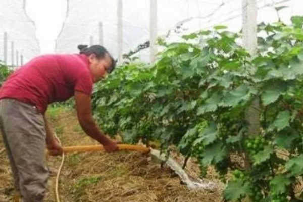 葡萄移栽后怎么管理,追施氮磷钾复合肥可促进生长