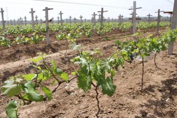 葡萄移栽后怎么管理,追施氮磷钾复合肥可促进生长