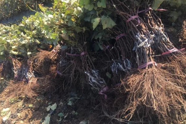 葡萄移栽后怎么管理,追施氮磷钾复合肥可促进生长