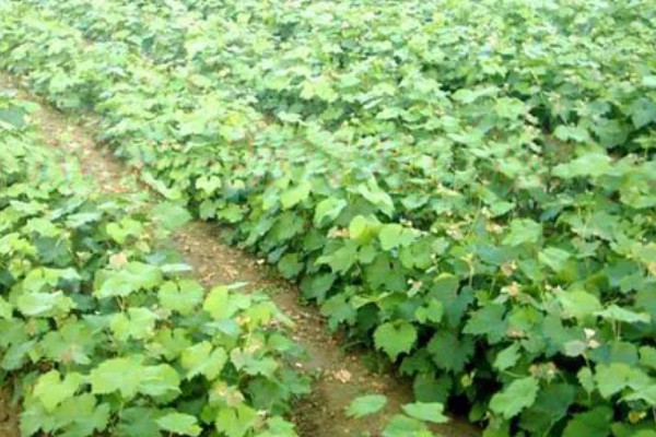 葡萄移栽后怎么管理,追施氮磷钾复合肥可促进生长