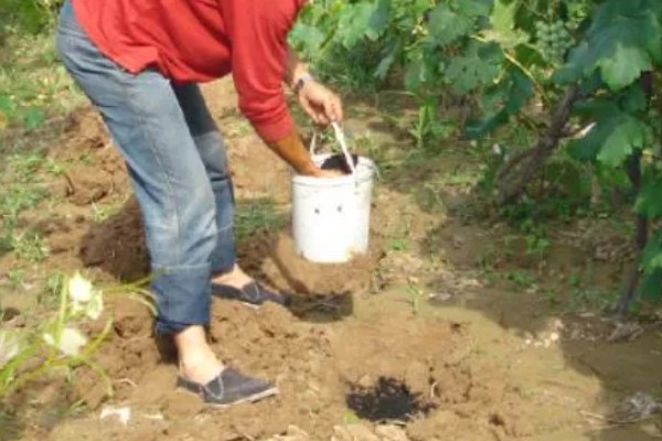 葡萄移栽后怎么管理,追施氮磷钾复合肥可促进生长