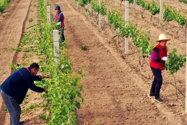 葡萄移栽后怎么管理,追施氮磷钾复合肥可促进生长