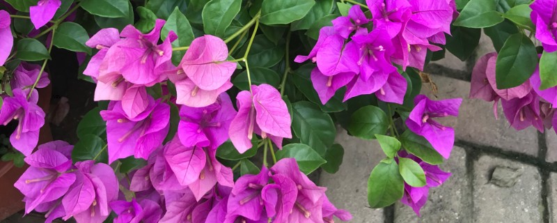 三角梅的修剪方法，入冬前剪除多余的枝条和病老枝