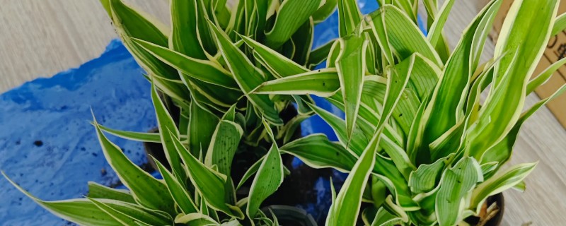 金边吊兰怎么养，适合在半阴且温暖的环境下生长