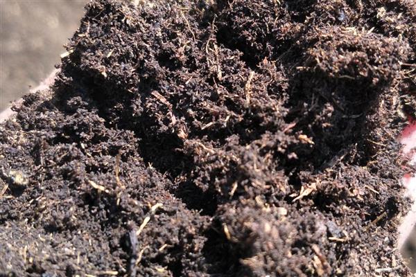 草炭土适合栽培哪些植物，包括莓类作物、蔬菜作物等