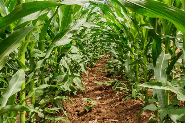 草炭土适合栽培哪些植物，包括莓类作物、蔬菜作物等