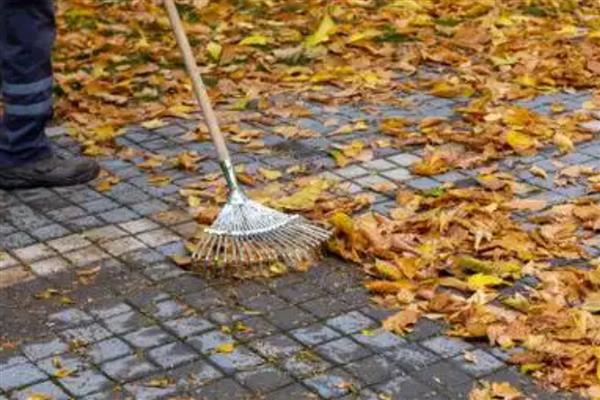 草炭土适合栽培哪些植物，包括莓类作物、蔬菜作物等