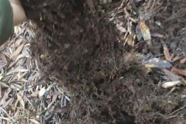 草炭土适合栽培哪些植物，包括莓类作物、蔬菜作物等