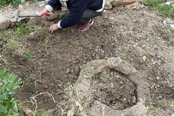 草炭土适合栽培哪些植物，包括莓类作物、蔬菜作物等