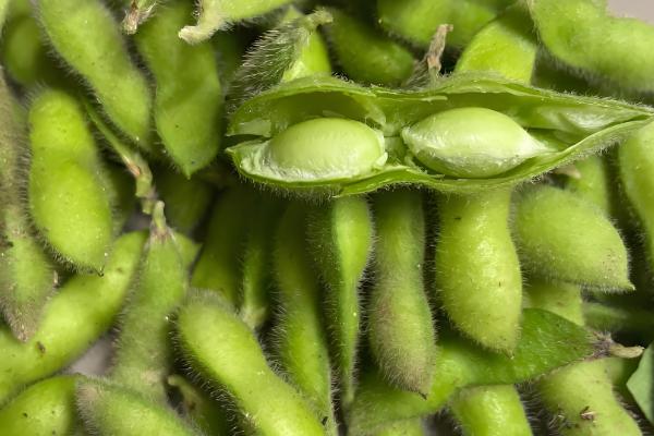 毛豆怎么炒西红柿，翻炒后盖上盖子闷15分钟