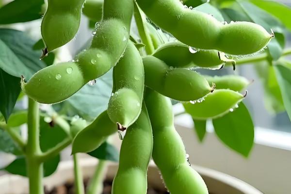 毛豆怎么炒西红柿，翻炒后盖上盖子闷15分钟