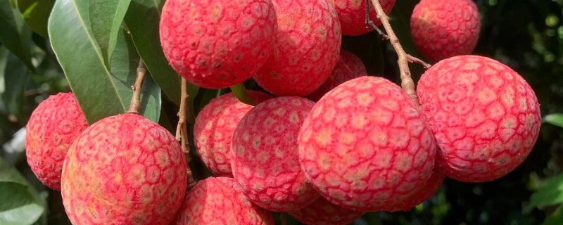 荔枝怎么施肥，喷施尿素或磷酸二氢钾可减少落果