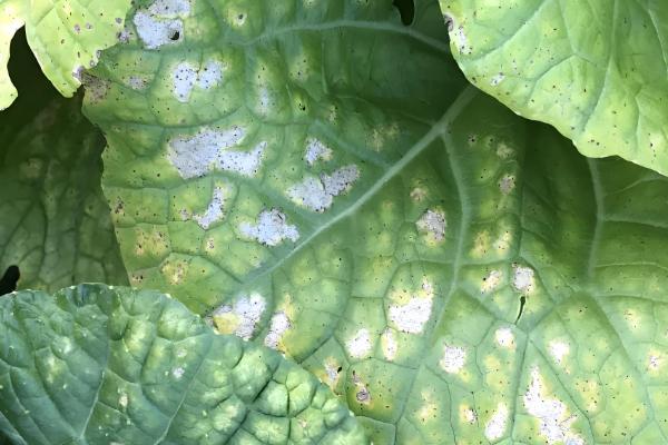 蔬菜病害症状,一般有变色、斑点、腐烂等表现