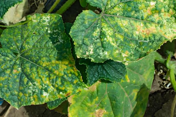 蔬菜病害症状,一般有变色、斑点、腐烂等表现