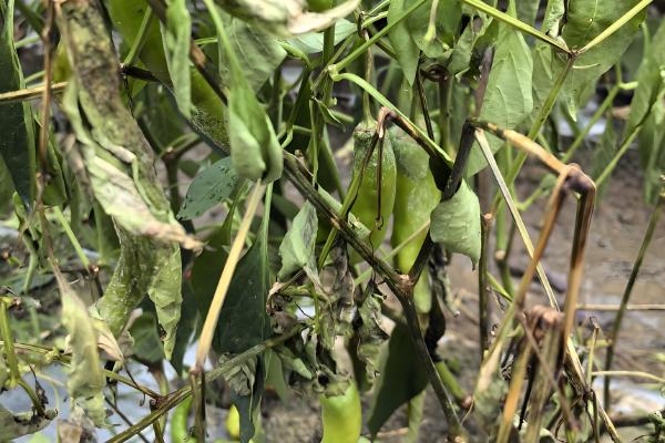 蔬菜病害症状,一般有变色、斑点、腐烂等表现