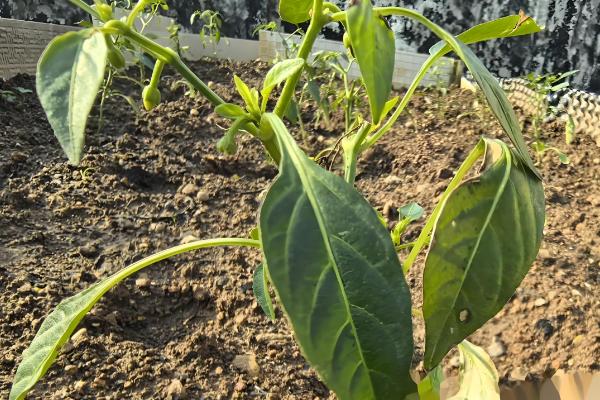 蔬菜病害症状,一般有变色、斑点、腐烂等表现