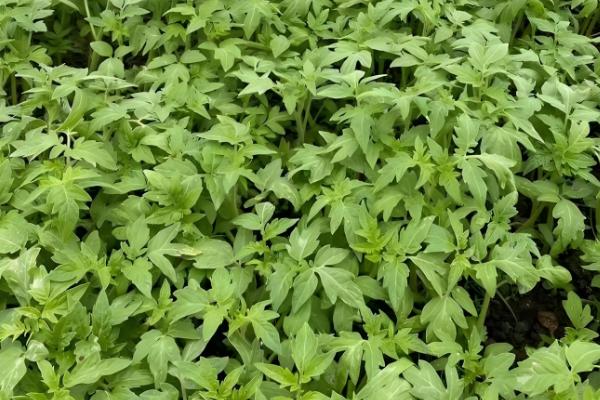 蔬菜病害症状,一般有变色、斑点、腐烂等表现