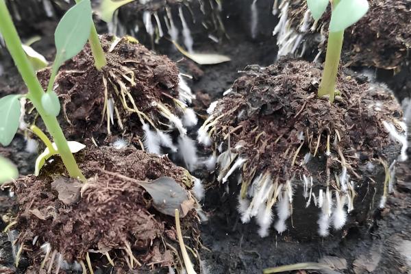 蔬菜病害症状,一般有变色、斑点、腐烂等表现